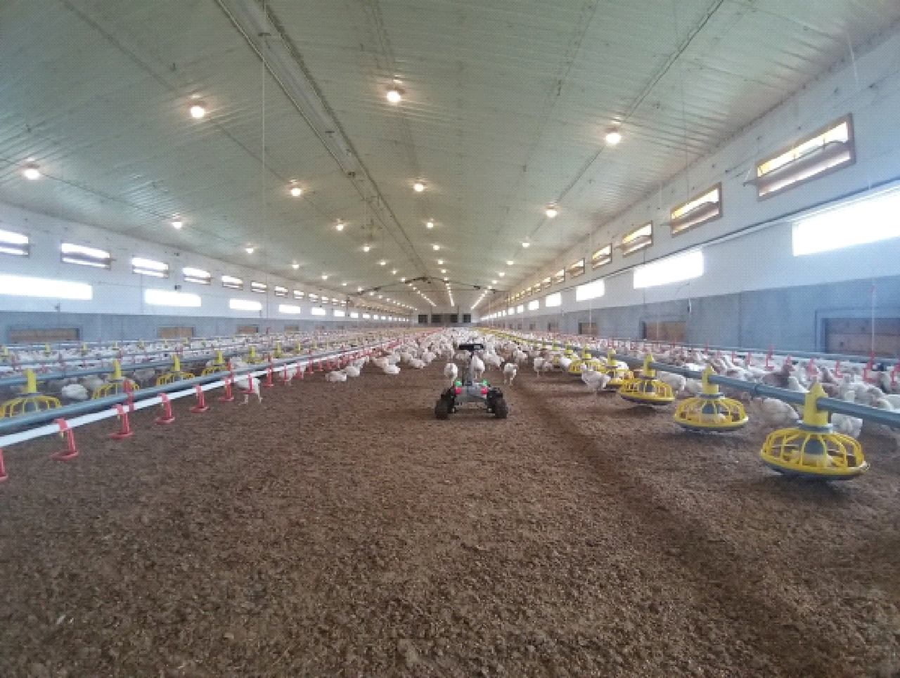 Leo Rover in a poultry farm